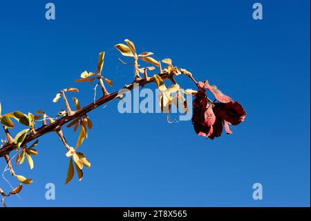 Purple pod terminalia (Terminalia prunioides) is a big shrub or small tree native to Kenia and southern Africa. Branch detail with fruits and leaves. Stock Photo