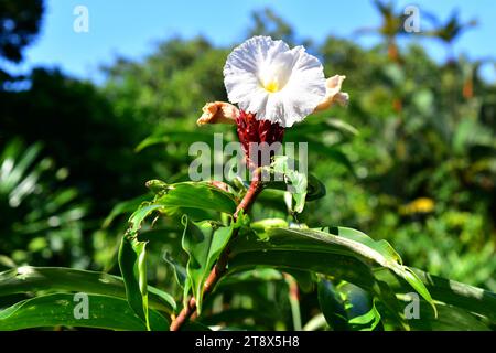Crepe ginger (Cheilocostus speciosus) is a perennial herb native to Asia. Is an ornemental plant and have medicinal propieties. Stock Photo
