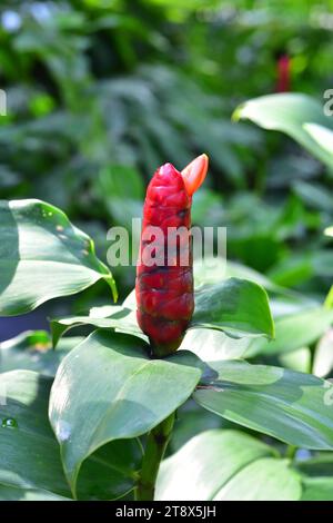 Indian head ginger (Costus spicatus) is a perennial herb native to Caribbean. Stock Photo