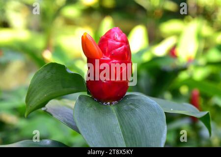 Indian head ginger (Costus spicatus) is a perennial herb native to Caribean. Stock Photo