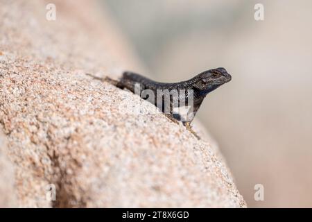 A lizard stands on a rock in Joshua Tree National Park, California Stock Photo