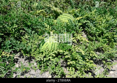 Native Watermelon Watermelon (Citrullus lanatus lanatus) is a annual prostrate plant ...