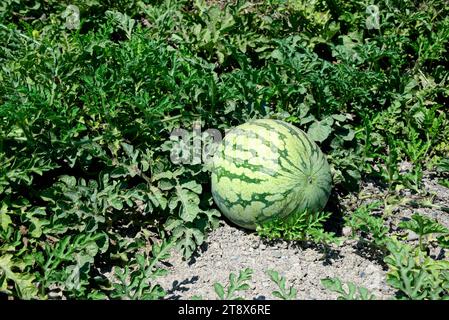 Native Watermelon Watermelon (Citrullus lanatus lanatus) is a annual prostrate plant ...