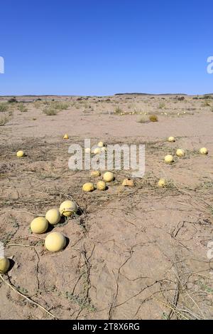 Citron melon (Citrullus lanatus citroides) is an annual prostrate plant native to southern Africa. This photo was taken near Swakopmund, Namibia. Stock Photo