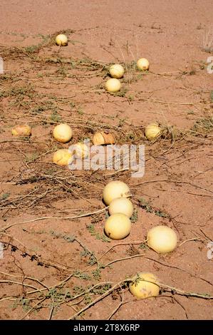 Citron melon (Citrullus lanatus citroides) is an annual prostrate plant native to southern Africa. This photo was taken near Swakopmund, Namibia. Stock Photo