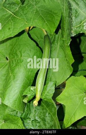 Egyptian cucumber or sponge gourd (Luffa aegyptiaca) is an annual climbing plant native to Asia. The young fruit is edible; mature fruit is strongly f Stock Photo