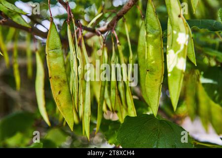 Thin green helicopter tree seeds like snap pea plant dangling from branch Stock Photo