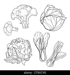 Line drawn set of types of cabbage Vector illustration.sketches isolated on white background. Vegetable collection. Linear graphic design. Black and w Stock Vector