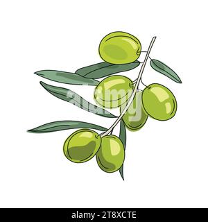 Olive branch vector cartoon illustration isolated on white background.Green olives image. Fresh organic vegetable. design template. Stock Vector