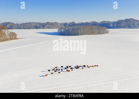European mouflons (Ovis aries musimon) herd crossing field in the snow in winter, Schleswig-Holstein, Germany Stock Photo