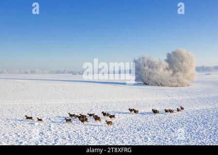 European mouflons (Ovis aries musimon) herd crossing field in the snow with trees covered in hoarfrost in winter, Schleswig-Holstein, Germany Stock Photo