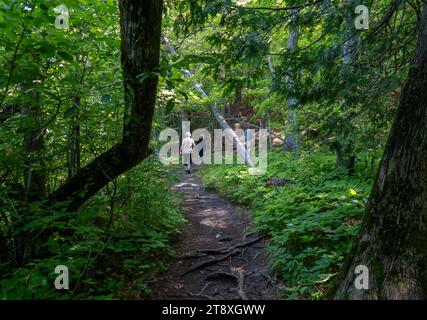 A hiking path meanders among the green trees in a lush thick forest. Stock Photo