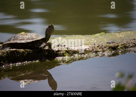 Single Red-Eared Slider Turtle Basking in the Sun on Log Stock Photo