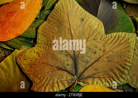 Dry autumn leaves in different colors and from different trees creating a perfect texture for backgrounds Stock Photo