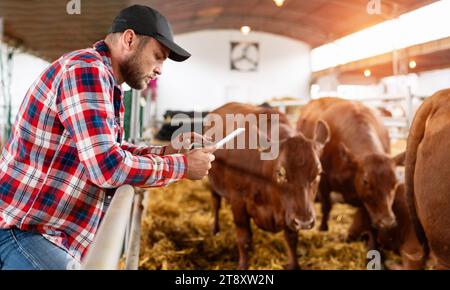 Man farmer uses digital tablet at his livestock farm. Farmer and cows at ranch. Stock Photo
