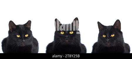 portraits of three black cats isolated on a white background Stock Photo