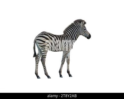 baby zebra isolated on white background Stock Photo