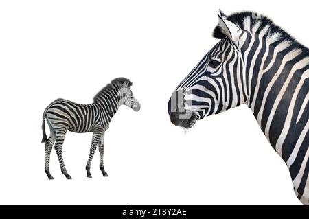 baby and zebra isolated on white background Stock Photo