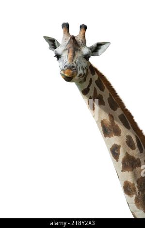 giraffe portrait isolated on white background Stock Photo