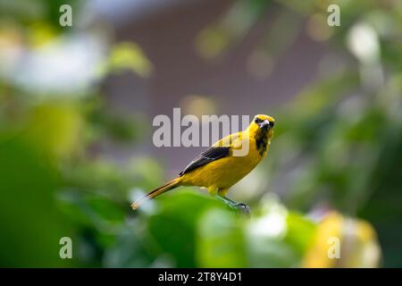A bright Yellow Oriole, Icterus nigrogularis, standing out against its surroundings of green watching the camera Stock Photo