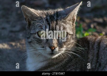 Tabby cat muzzle close-up photo. Stock Photo