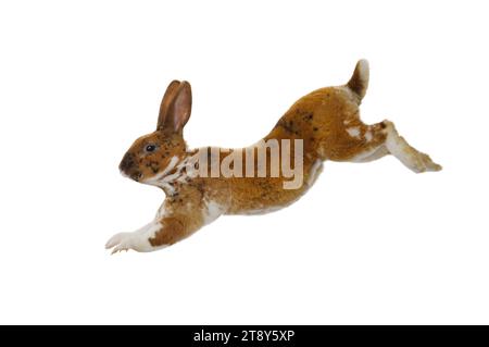 brown rabbit jump isolated on a white background Stock Photo