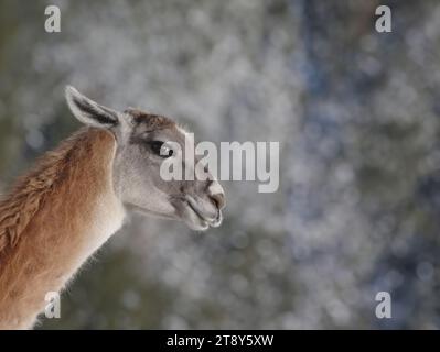 portrait  llama on a blurred gray background Stock Photo