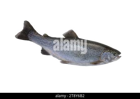 trout isolated on white background Stock Photo