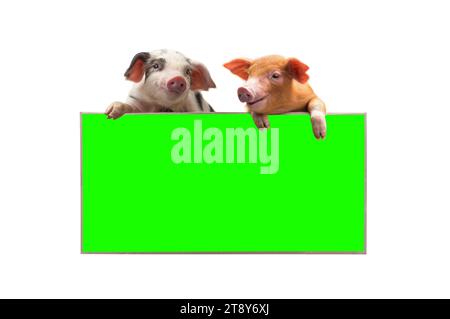 two pigs with sheet for a text writing Stock Photo