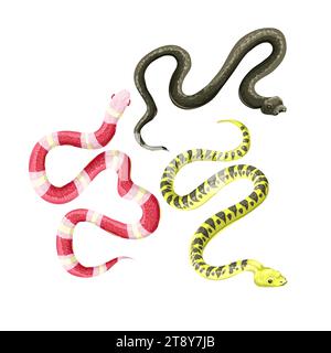 Different snakes isolated on the white background. Vector. Stock Vector