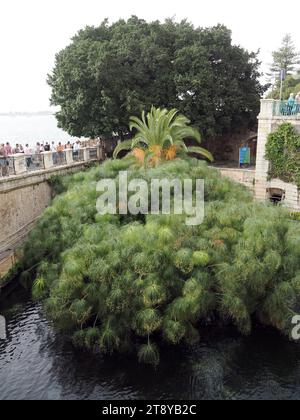 Fonte Aretusa, Fountain of Arethusa, natural spring, papyrus, Cyperus papyrus, Ortigia, Ortygia, Siracusa, Syracuse, Sicily, Sicilia, Italy, Europe Stock Photo