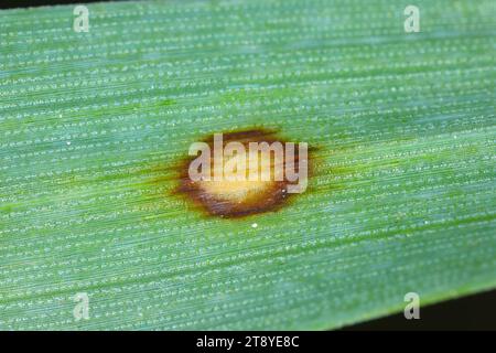 Scald symptoms. Common disease of barley in temperate regions. It is caused by the fungus Rhynchosporium commune and can cause significant yield losse Stock Photo