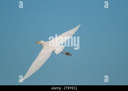 Western cattle egret (Bubulcus ibis) in flight (flying). Blue sky background. Stock Photo