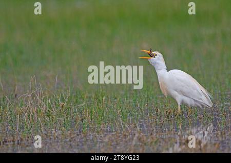 Western cattle heron (Bubulcus ibis) swallowing a frog it has caught. Stock Photo