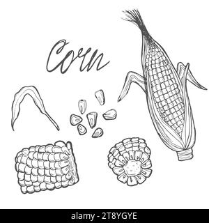 Corn cobs, grain, vector sketch illustration. Cereal agriculture, hand drawn isolated Stock Vector