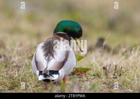 A male mallard dabling duck, Anas platyrhynchos, standing in grass, proud pose. Stock Photo