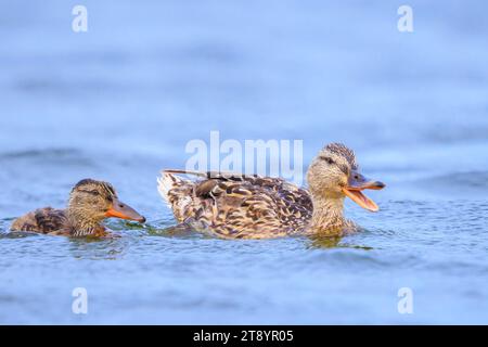 A male mallard dabling duck female, Anas platyrhynchos, swimming towards the camera. Stock Photo