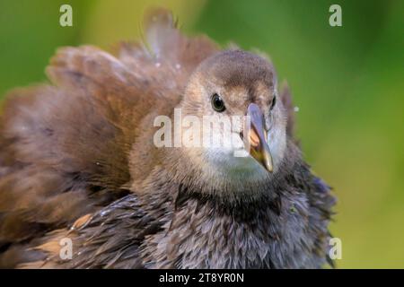 Close-up of a Young common moorhen, Gallinula chloropus, swimming in a pond on the water surface. The background is green, selective focus is used. Stock Photo