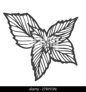 Mint. Hand drawn mint plant and leaves isolated on white. Herbal Stock Vector
