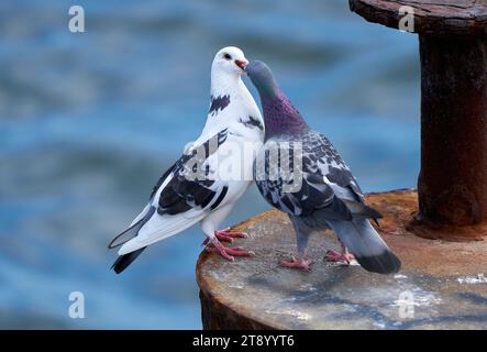 Two pigeons feeding each other on an old rusty metal post in the sea Stock Photo