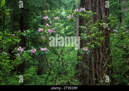 Ancient forest with Pacific rhododendron (Rhododendron macrophyllum), Quartzville Creek Wild & Scenic River, Oregon Stock Photo