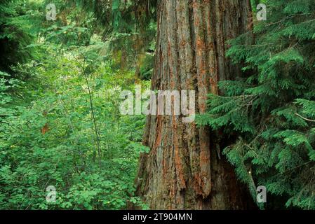Worlds largest Port Orford cedar, Siskiyou National Forest, Oregon Stock Photo