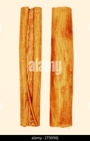 Cinnamomum zeylanicum 'Cinnamon' Stock Photo