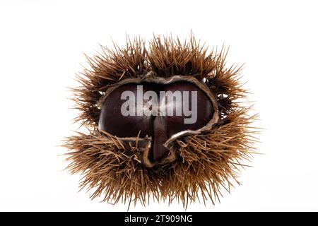 edible chestnuts isolated on white background Stock Photo