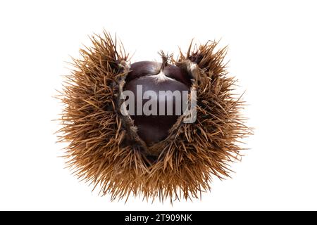 edible chestnuts isolated on white background Stock Photo
