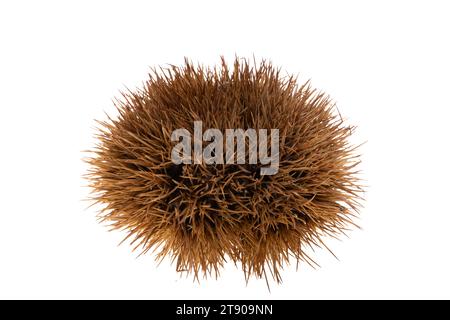 edible chestnuts isolated on white background Stock Photo