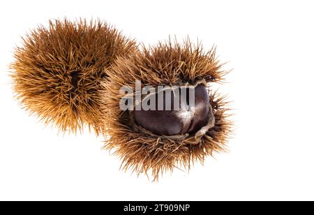 edible chestnuts isolated on white background Stock Photo