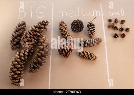 a bunch of pine cones sitting on top of a table, measurements concept for kids, big medium and small elements,  Stock Photo