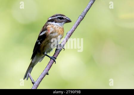 Female Rose-Breasted Grosbeak (Pheucticus ludovicianus)  perched on the branch of a Birch tree in Chippewa National Forest, northern Minnesota USA Stock Photo