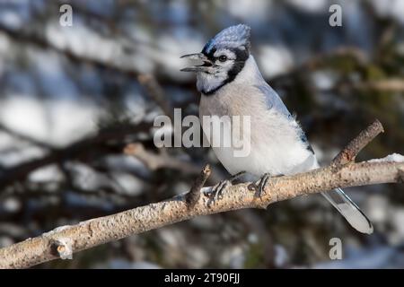 Close up Blue Jay (Cyanocitta cristata) perching on the branch of a Birch tree in the Chippewa National Forest, northern Minnesota USA Stock Photo